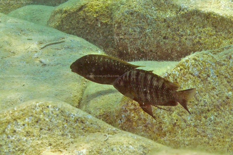 Jabarichromis pfefferi 'Maswa'